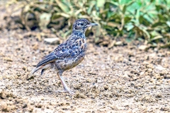 Spike-heeled Lark [Chersomanes albofasciata alticola]