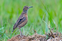 Spike-heeled Lark [Chersomanes albofasciata alticola]