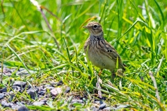 Eurasian Skylark [Alauda arvensis arvensis]