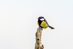 Great Tit [Parus major newtoni]