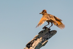 Rufous-naped Lark [Corypha africana africana]