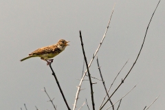 Monotonous Lark [Mirafra passerina]