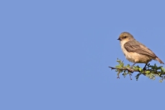 Mouse-colored Penduline Tit [Anthoscopus musculus]