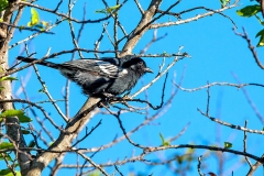 Southern Black Tit [Melaniparus niger xanthostomus]