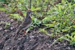 Red-capped Lark [Calandrella cinerea cinerea]
