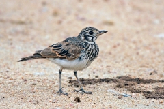 Dusky Lark [Pinarocorys nigricans nigricans]