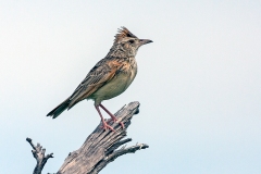 Rufous-naped Lark [Corypha africana grisescens]