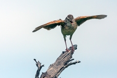 Rufous-naped Lark [Corypha africana grisescens]