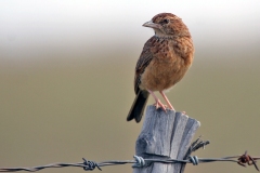 Eastern Clapper Lark [Corypha fasciolata fasciolata]