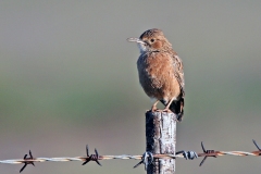 Spike-heeled Lark [Chersomanes albofasciata garrula]