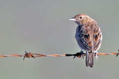 Eastern Clapper Lark [Corypha fasciolata fasciolata]