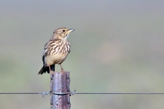 Large-billed Lark [Galerida magnirostris sedentaria]