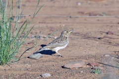 Large-billed Lark [Galerida magnirostris sedentaria]