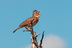Rufous-naped Lark [Corypha africana africana]