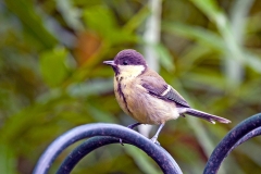 Great Tit [Parus major newtoni]