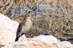 Sabota Lark [Calendulauda sabota bradfieldi]