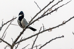 Ashy Tit [Melaniparus cinerascens]