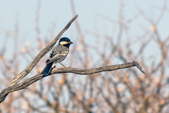 Ashy Tit [Melaniparus cinerascens]