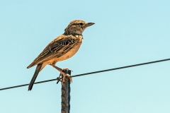 Sabota Lark [Calendulauda sabota bradfieldi]