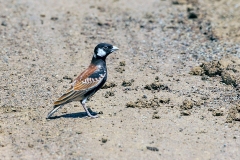 Chestnut-backed Sparrow-Lark [Eremopterix leucotis smithi]