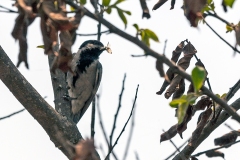 Miombo Tit [Melaniparus griseiventris]