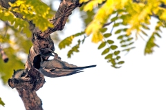 Miombo Tit [Melaniparus griseiventris]