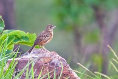 Flappet Lark [Amirafra rufocinnamomea fischeri]
