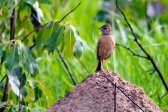 Flappet Lark [Amirafra rufocinnamomea fischeri]