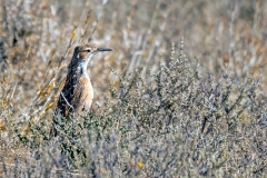 Spike-heeled Lark [Chersomanes albofasciata albofasciata]