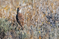 Spike-heeled Lark [Chersomanes albofasciata albofasciata]