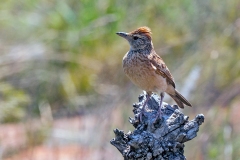 Rufous-naped Lark [Corypha africana transvaalensis]