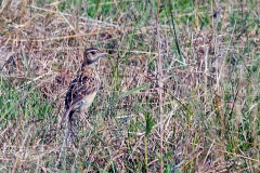 Rudd's Lark [Heteromirafra ruddi]