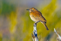 Karoo Long-billed Lark [Certhilauda subcoronata subcoronata]