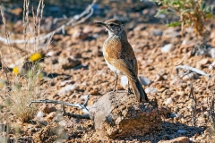 Karoo Long-billed Lark [Certhilauda subcoronata subcoronata]