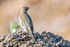 Grey-backed Sparrow-Lark [Eremopterix verticalis verticalis]
