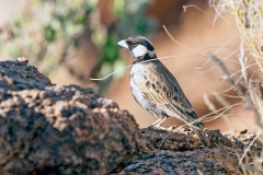 Grey-backed Sparrow-Lark [Eremopterix verticalis verticalis]