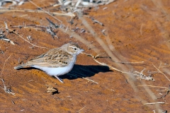Fawn-colored Lark [Calendulauda africanoides harei]