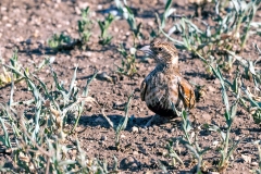 Chestnut-backed Sparrow-Lark [Eremopterix leucotis smithi]