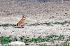 Pink-billed Lark [Spizocorys conirostris conirostris]