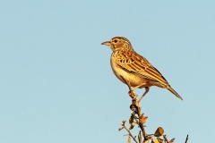 Sabota Lark [Calendulauda sabota suffusca]