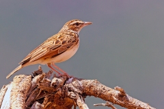 Fawn-colored Lark [Calendulauda africanoides alopex]