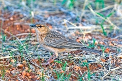 Pink-breasted Lark [Calendulauda poecilosterna]