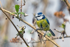 Eurasian Blue Tit [Cyanistes caeruleus obscurus]