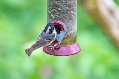Coal Tit [Periparus ater britannicus]