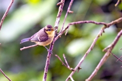 Eurasian Blue Tit [Cyanistes caeruleus obscurus]