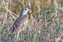 Rufous-naped Lark [Corypha africana tropicalis]