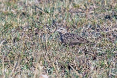 Somali Short-toed Lark [Alaudala somalica athensis]
