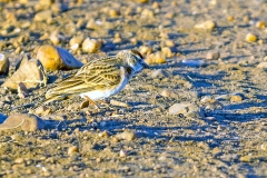Red-capped Lark [Calandrella cinerea saturatior]