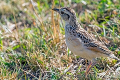 Rufous-naped Lark [Corypha africana tropicalis]