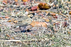 Fischer's Sparrow-Lark [Eremopterix leucopareia]
